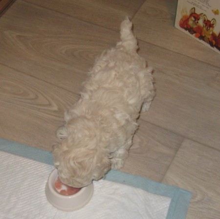 Pak jsem ochutnával mleté kuře...